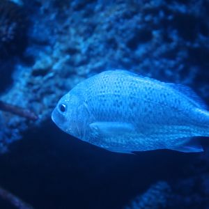 Javelin grunter (Pomadasys kaakan)