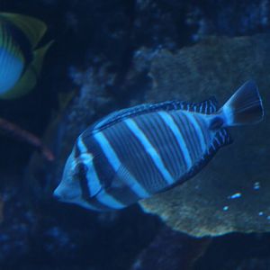 Sailfin tang (Zebrasoma velifer)