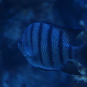 Bengal sergeant (Abudefduf bengalensis)