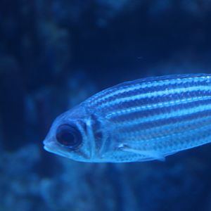 Redcoat (Sargocentron rubrum)