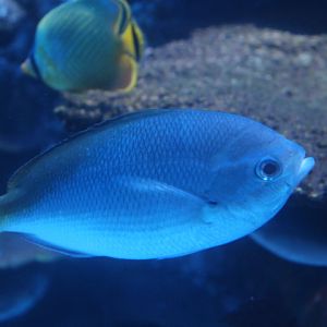 Redbelly yellowtail fusilier (Caesio cuning)