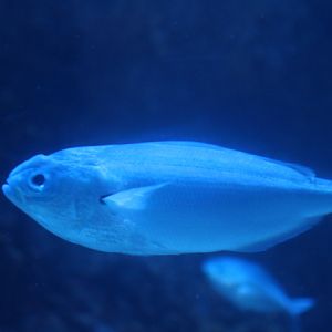 One-stripe fusilier (Pterocaesio tessellata)