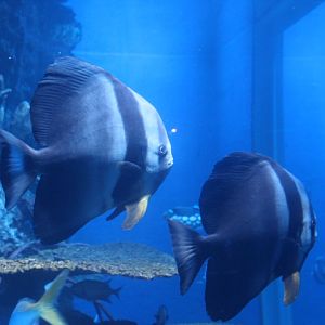 Dusky batfish (Platax pinnatus)