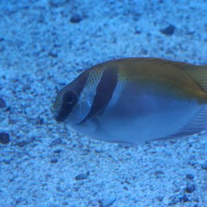 Barhead spinefoot (Siganus virgatus)