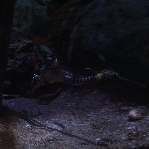 Common seadragon (Phyllopteryx taeniolatus)
