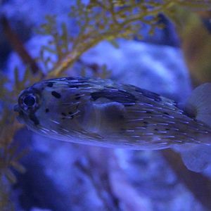 Long-spined porcupinefish (Diodon holocanthus)