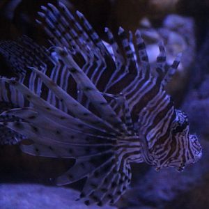 Common lionfish (Pterois miles)