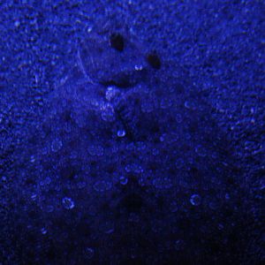 Leopard flounder (Bothus pantherinus)