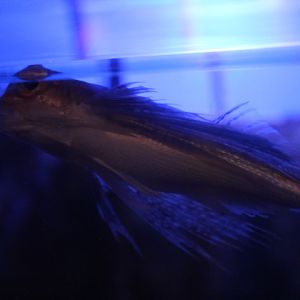 Oriental flying gurnard (Dactyloptena orientalis)