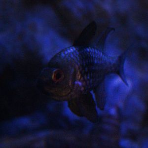 Pajama cardinalfish (Sphaeramia nematoptera)