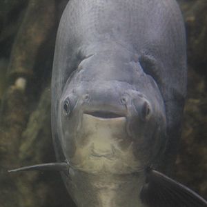 Pirapitinga (Piaractus brachypomus)