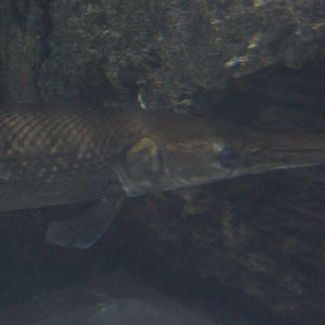 Alligator gar (Atractosteus spatula)