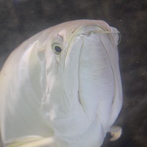 Silver arowana (Osteoglossum bicirrhosum)