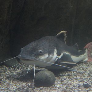 Redtail catfish (Phractocephalus hemioliopterus)
