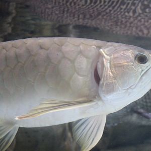 Silver Asian arowana (Scleropages formosus)