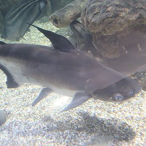 Giant pangasius (Pangasius sanitwongsei)