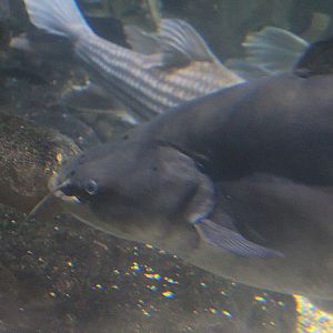 Great tapah (Wallagonia leerii)