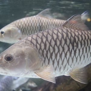 Hampala barb (Hampala macrolepidota)