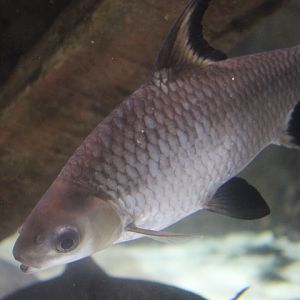 Bala shark (Balantiocheilos melanopterus)