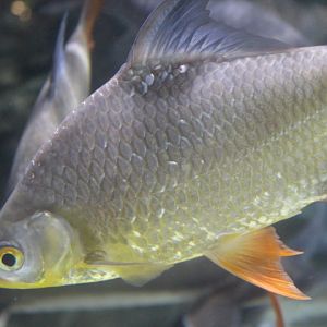 Tinfoil barb (Barbonymus schwanenfeldii)