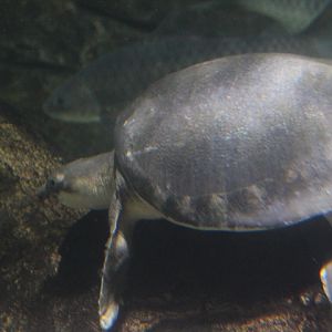 Pig-nosed turtle (Carettochelys insculpta)
