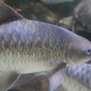 Soro brook carp (Neolissochilus soroides)