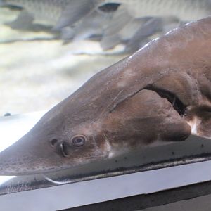 Siberian sturgeon (Acipenser baerii)