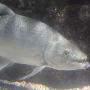 Goliath tigerfish (Hydrocynus goliath)