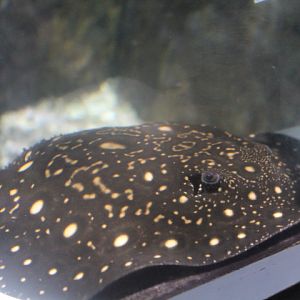 Bigtooth river stingray (Potamotrygon henlei)