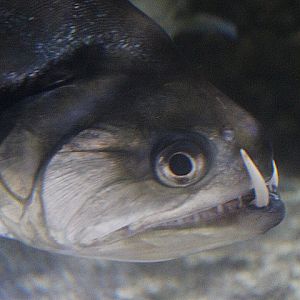 Payara (Hydrolycus armatus)