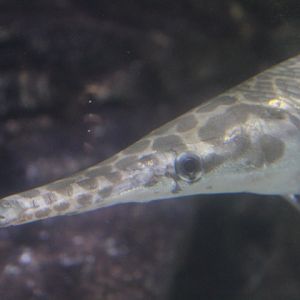 Florida gar (Lepisosteus platyrhincus)
