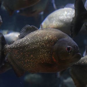Red-bellied piranha (Pygocentrus nattereri)