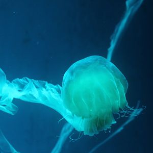 Indonesian sea nettle (Chrysaora chinensis)