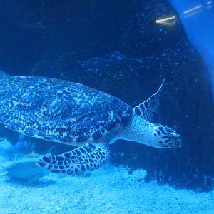 Hawksbill sea turtle (Eretmochelys imbricata)