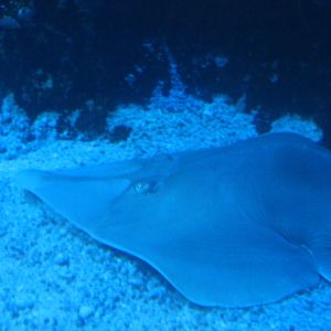 Common shovelnose ray (Glaucostegus typus)
