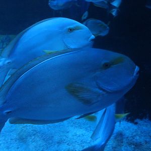 Yellowfin surgeonfish (Acanthurus xanthopterus)