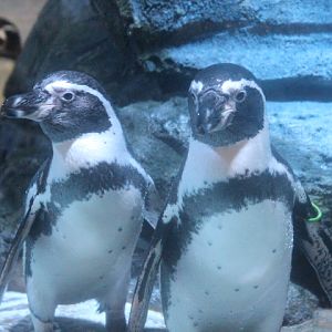 Humboldt penguin (Spheniscus humboldti)