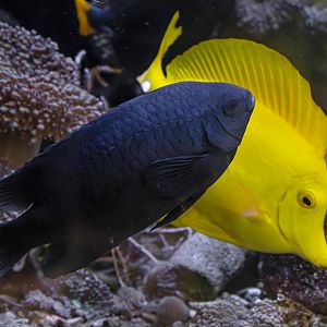 Neoglyphidodon melas? - Schmetterlingshaus Jonsdorf