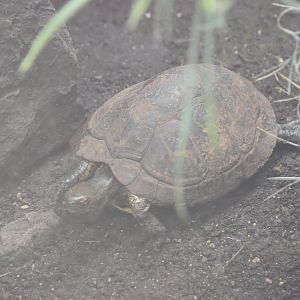 Turtle ID - Honolulu Zoo