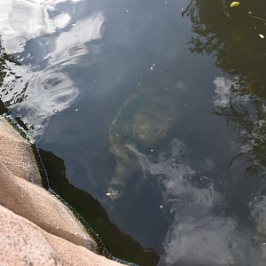 Turtle ID - Honolulu Zoo