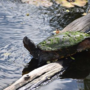 Turtle ID - Honolulu Zoo