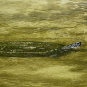 Turtle ID - Honolulu Zoo