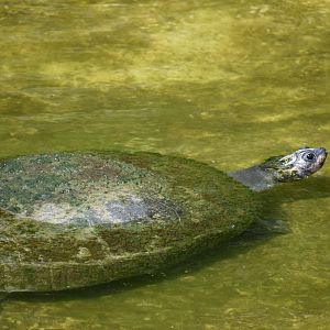 Turtle ID -Honolulu Zoo