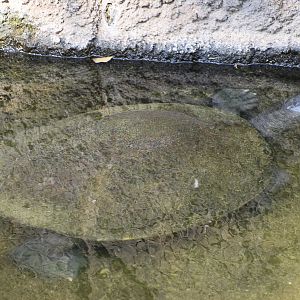 Turtle ID - Honolulu Zoo