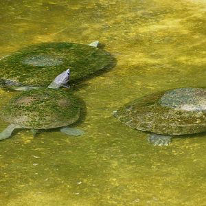 Turtle Ids - Honolulu Zoo