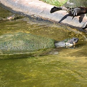 Turtle Ids - Honolulu Zoo