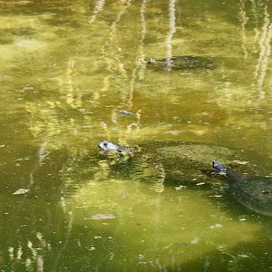 Turtle Ids - Honolulu Zoo