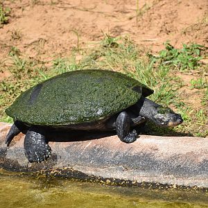 Turtle ID - Honolulu Zoo