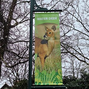 New Chinese Water Deer Banner- 9th February