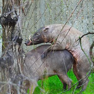 Sulawesi Babirusa mating- 9th February 2024